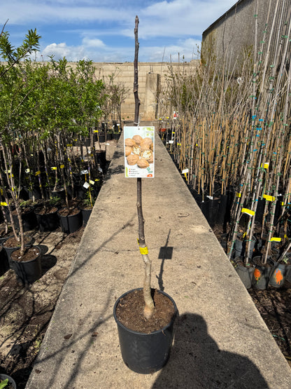 Nogal - Juglans Regia