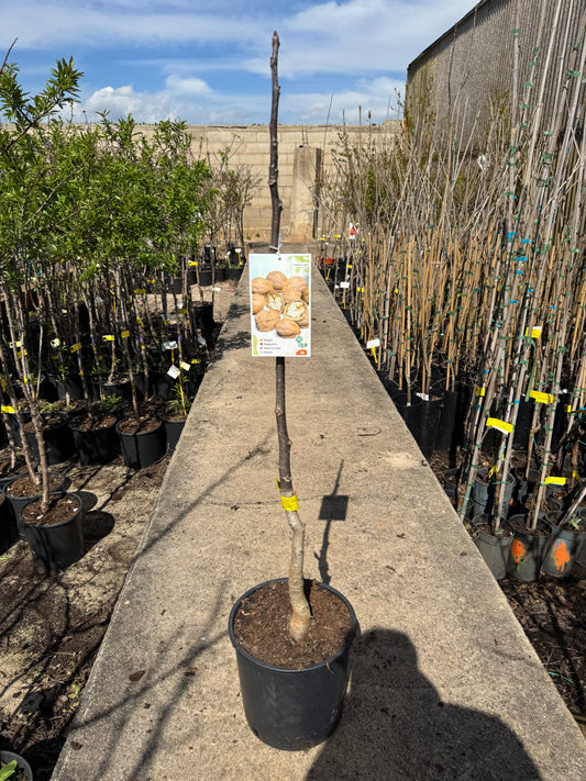 Nogal - Juglans Regia