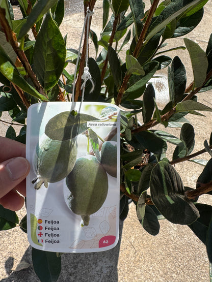 Feijoa - Acca Sellowiana (90/110CM)