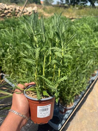 Lavanda - Lavandula dentata (20/40 cm)