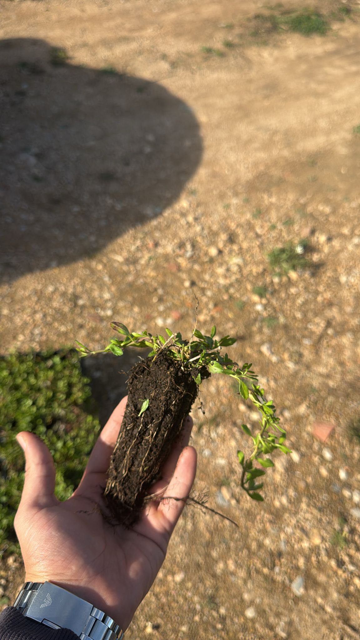 Lippia Nodiflora - Phylla Nodiflora