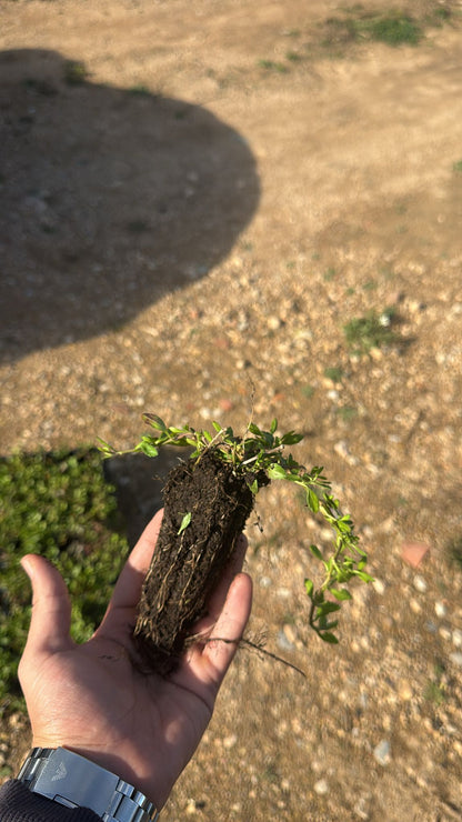 Lippia Nodiflora - Phylla Nodiflora