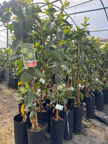 Guayabo Cattley - Psidium Catteianum (100/130CM)