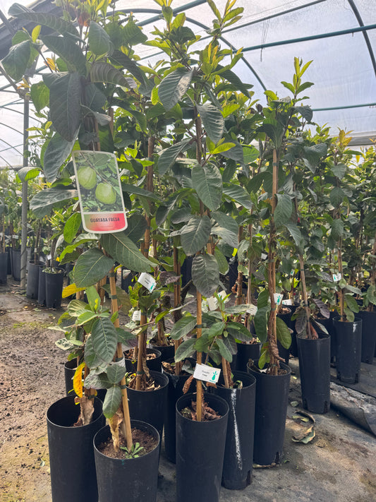 Guayabo Cattley - Psidium Catteianum (100/130CM)