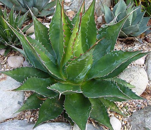 Agave Montana - Ágave de Montaña