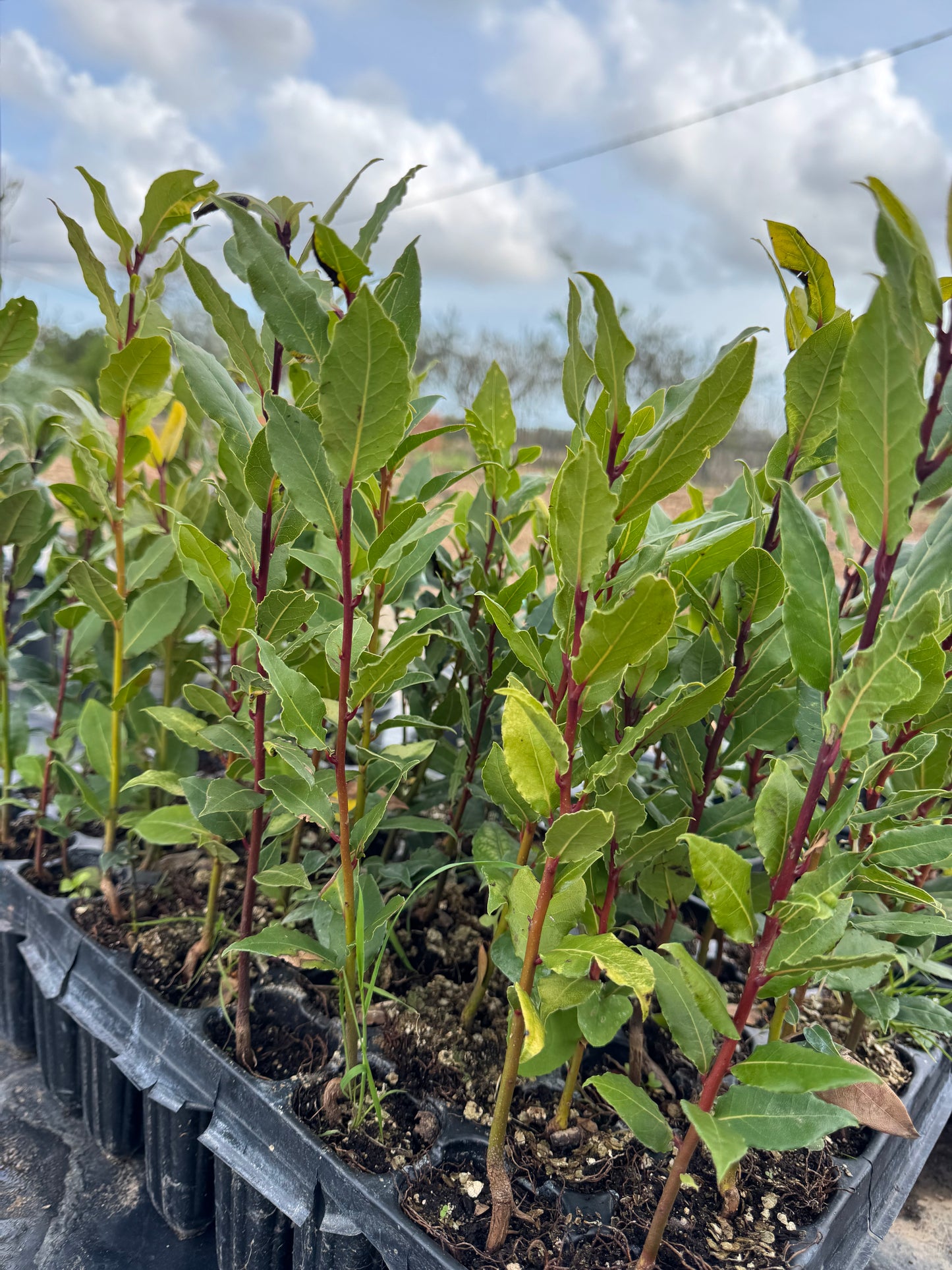Laurel - Laurus Nobilis