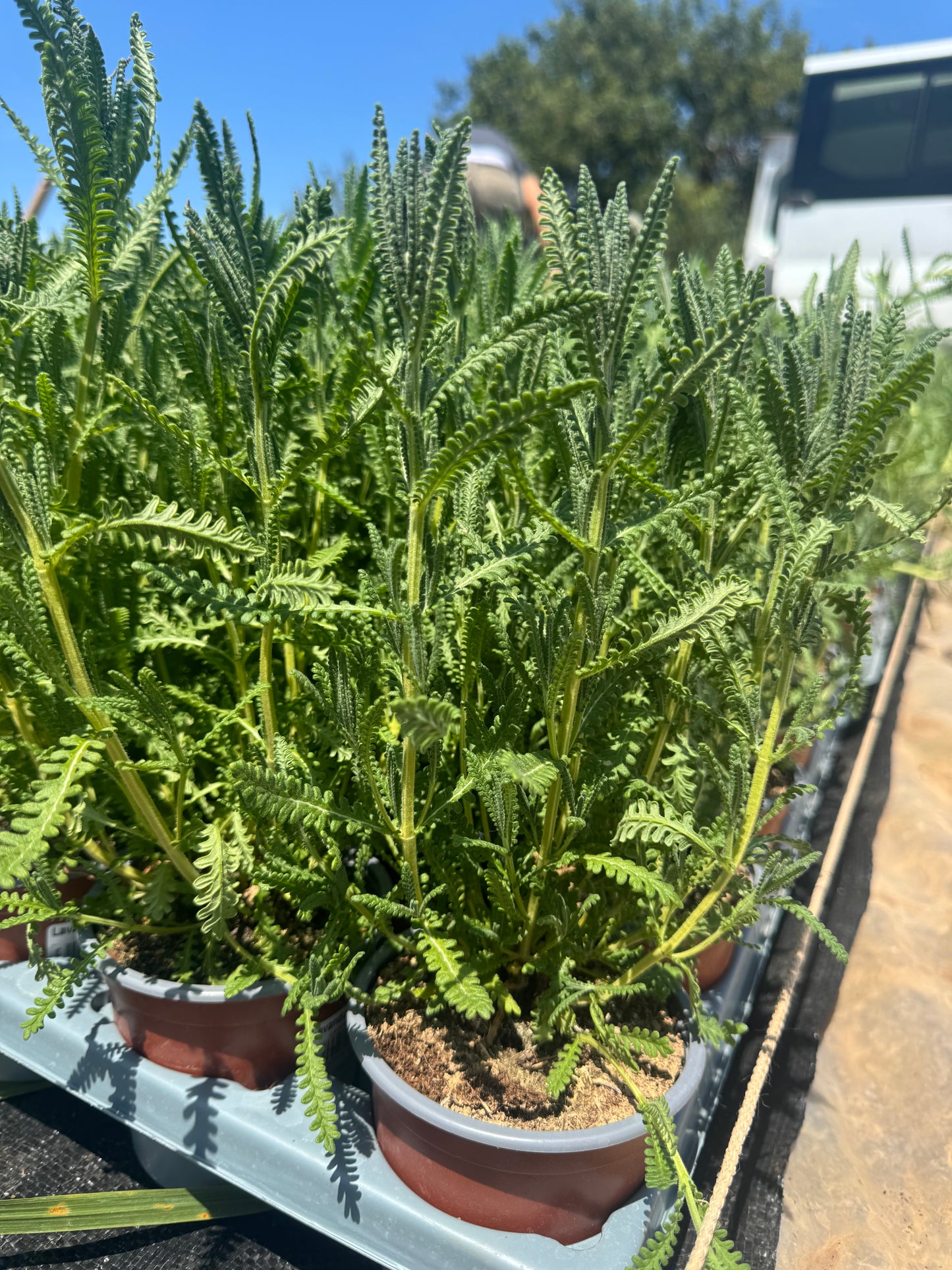 Lavanda - Lavandula dentata (20/40 cm)