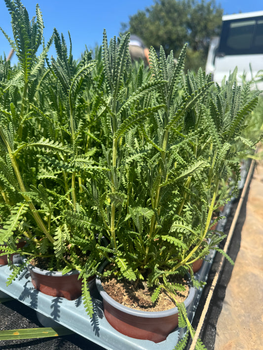 Lavanda - Lavandula dentata (20/40 cm)