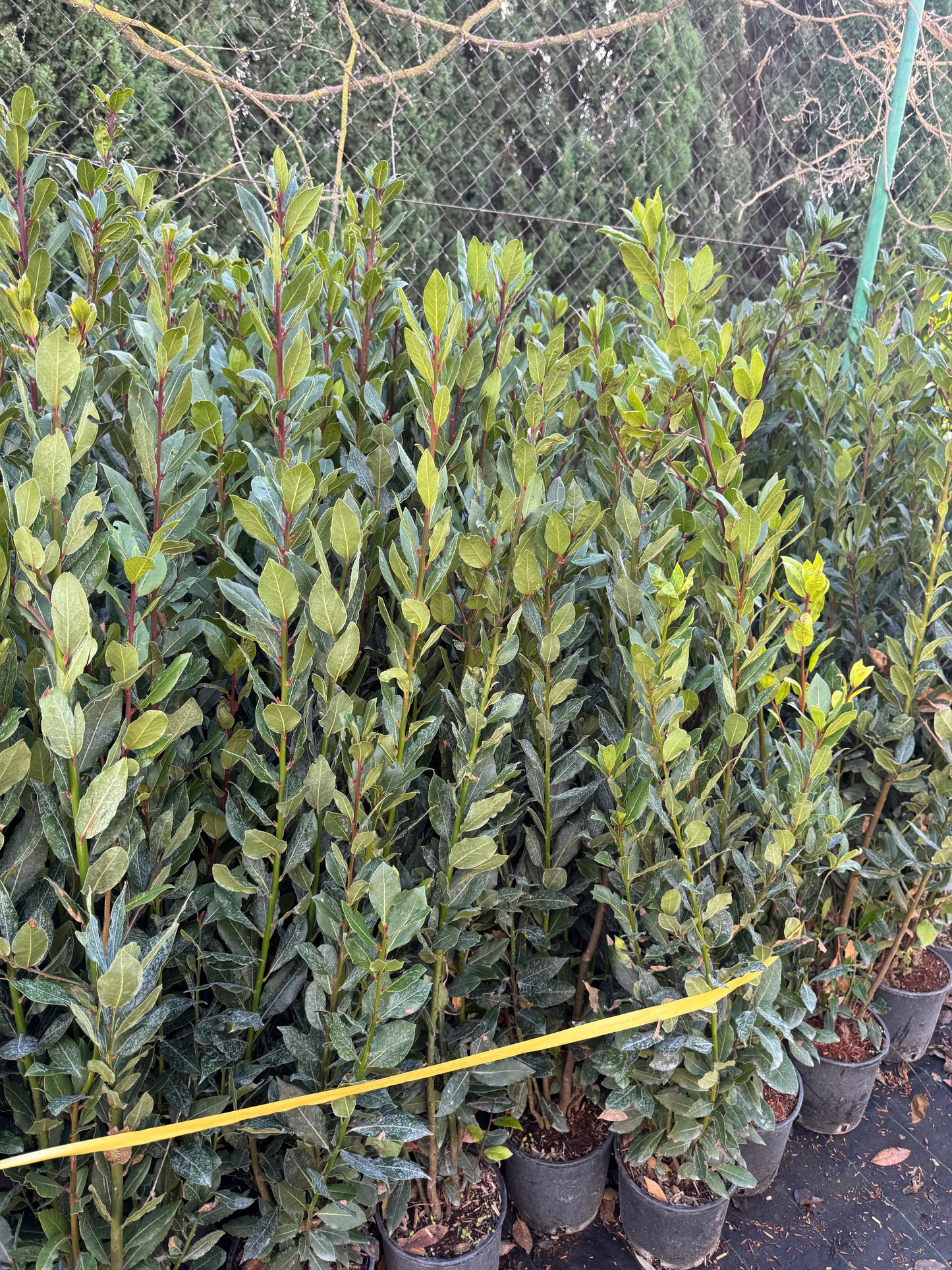 Laurel - Laurus Nobilis