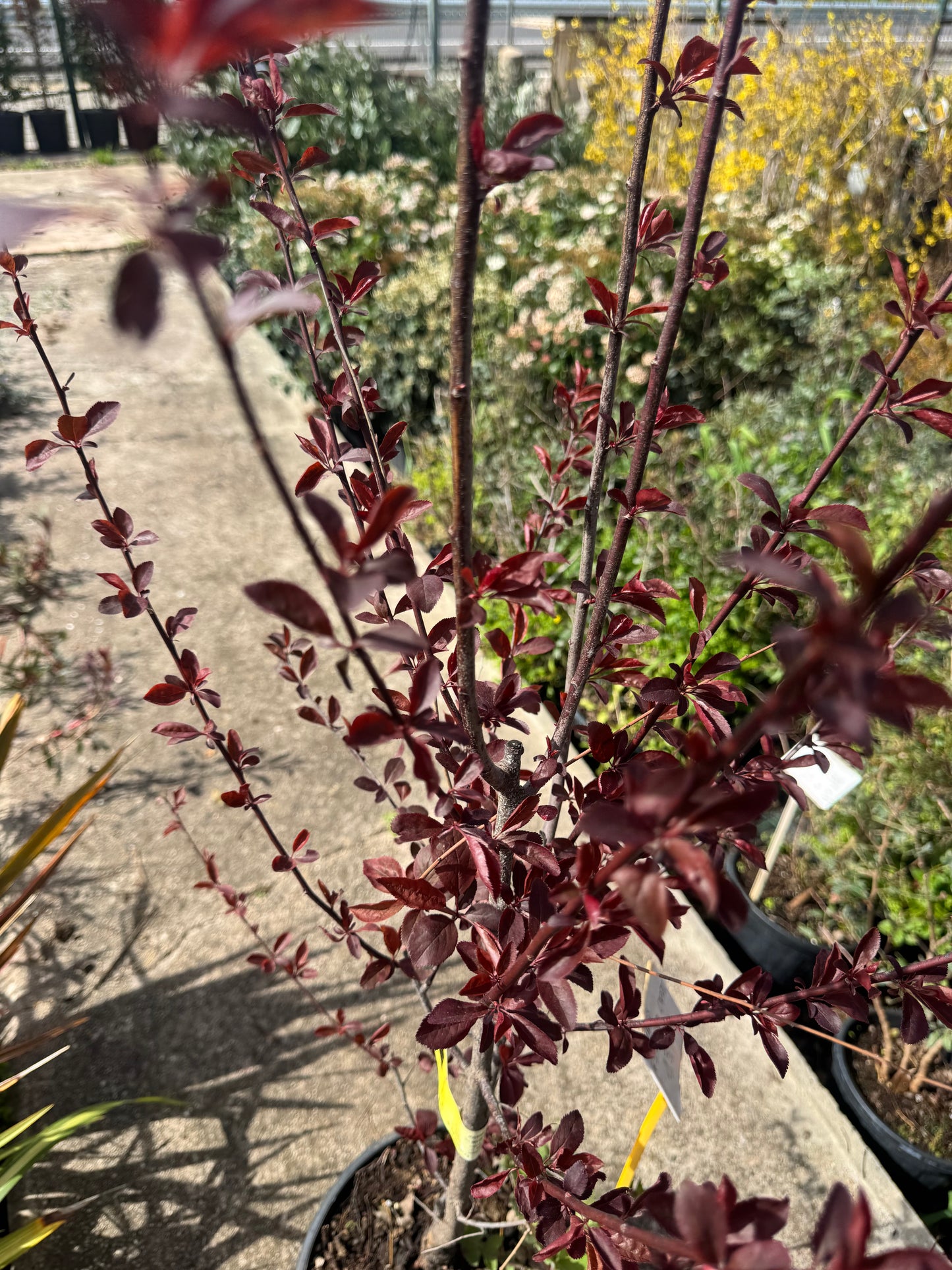 Cerezo De Jardin - Prunus Pisardi