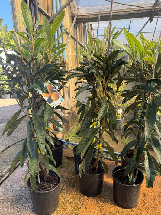 Níspero - Eriobotrya Japonica (90/150CM)