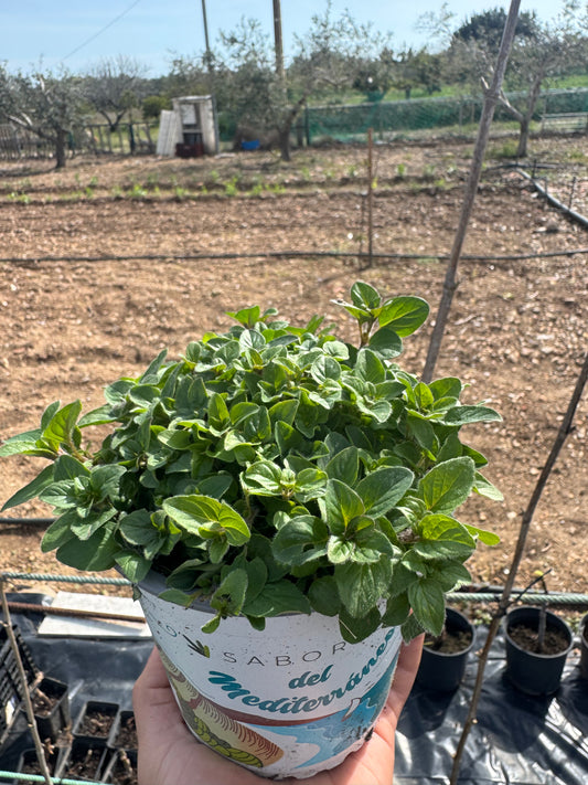 Oregano - Origanum Vulgare
