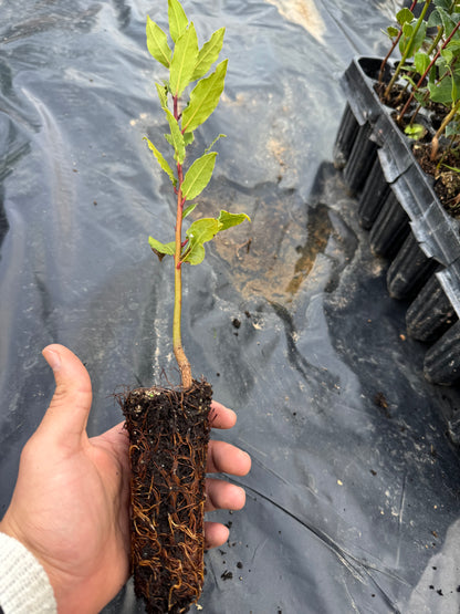 Laurel - Laurus Nobilis