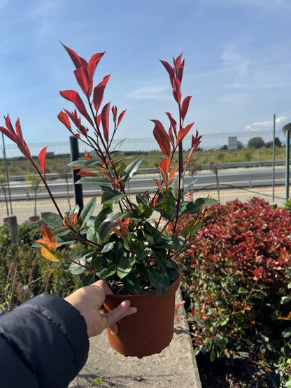 Fotinia - Photinia