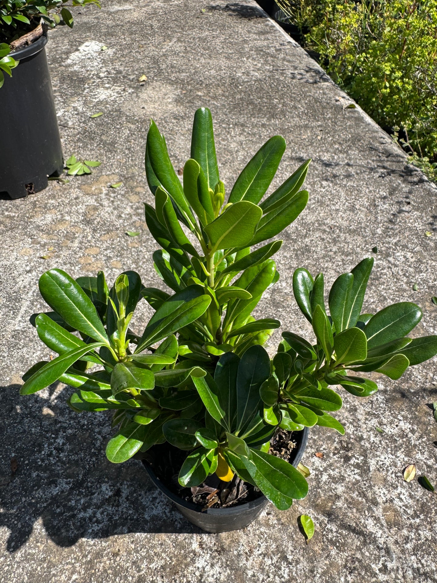 Pitòspor - Pittosporum Tobira