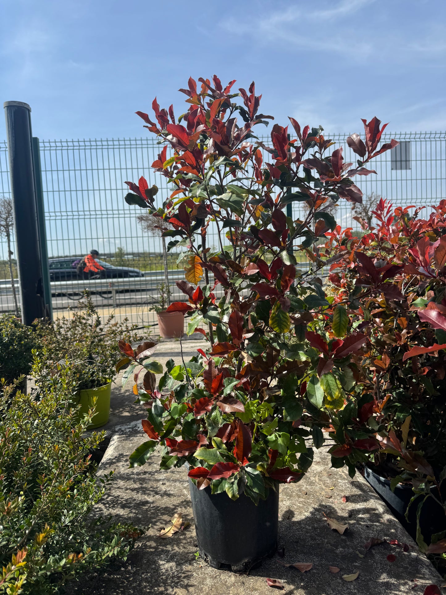 Fotinia - Photinia