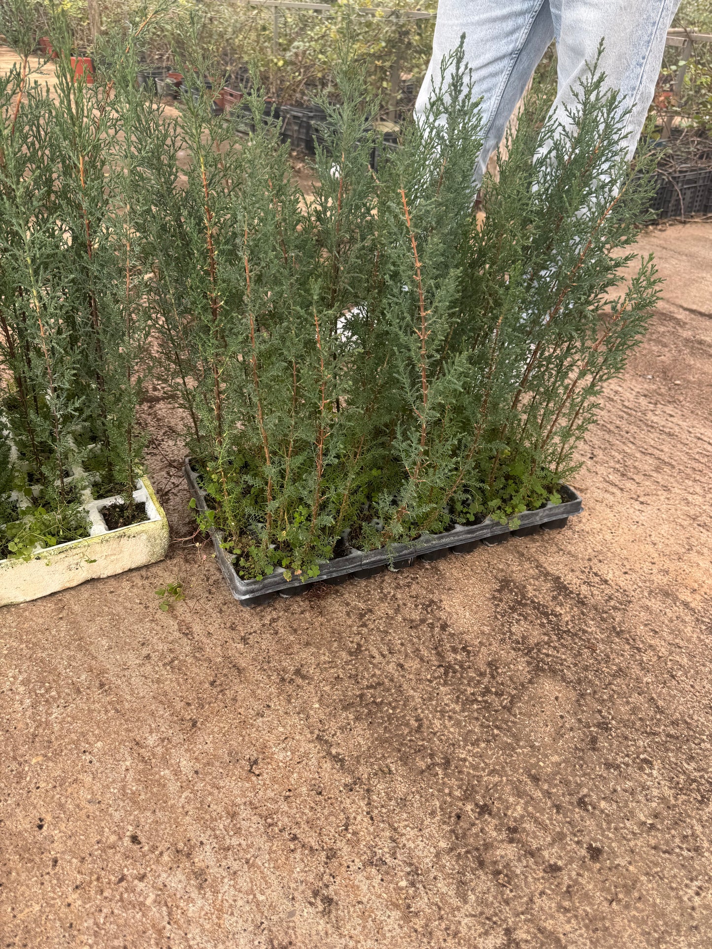 Cipres - Cupressus Semperviren