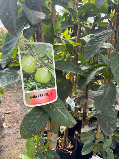 Guayabo Cattley - Psidium Catteianum (100/130CM)