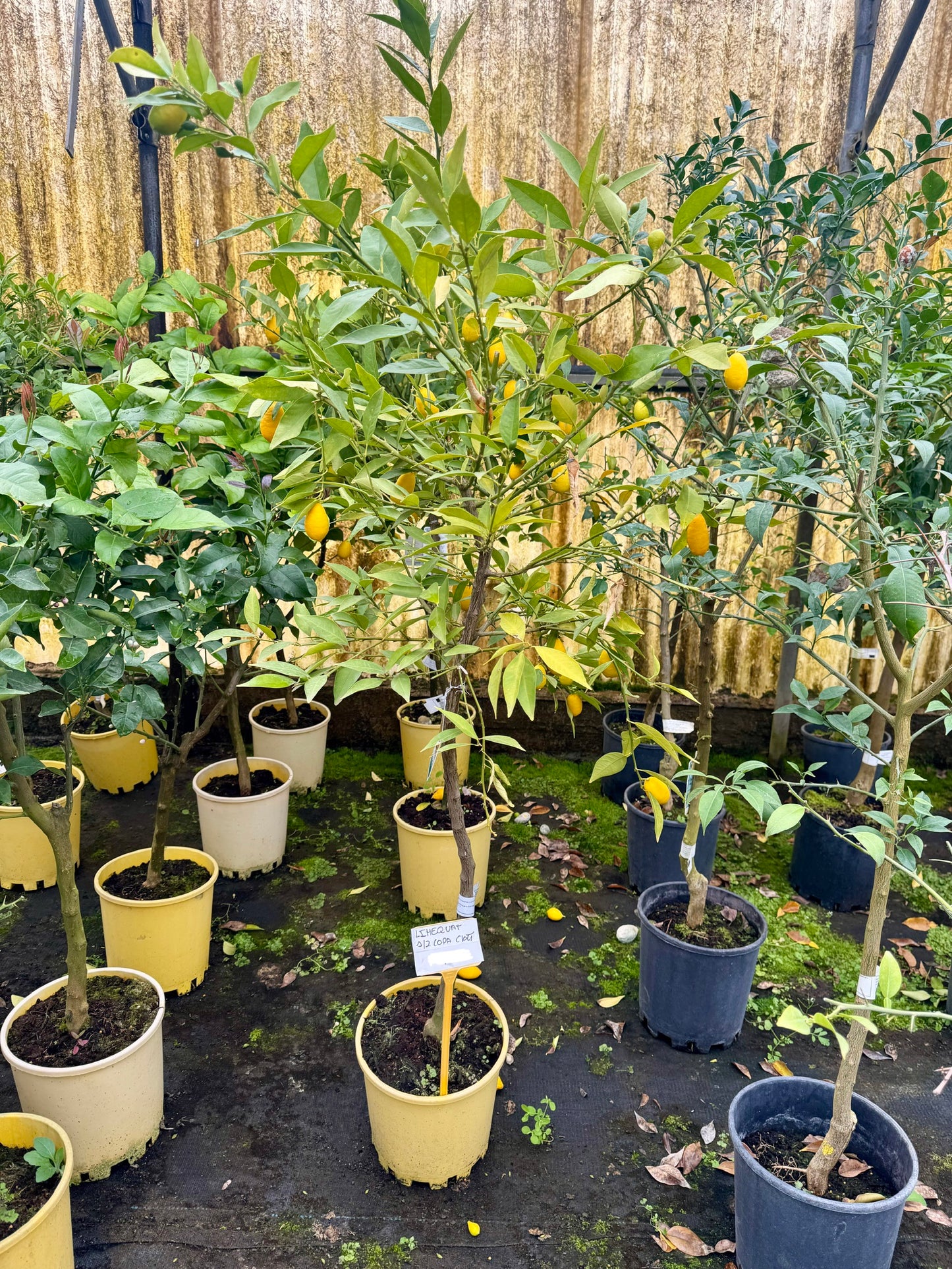 Limequat - Citrofortunella Floridana (80/100CM)