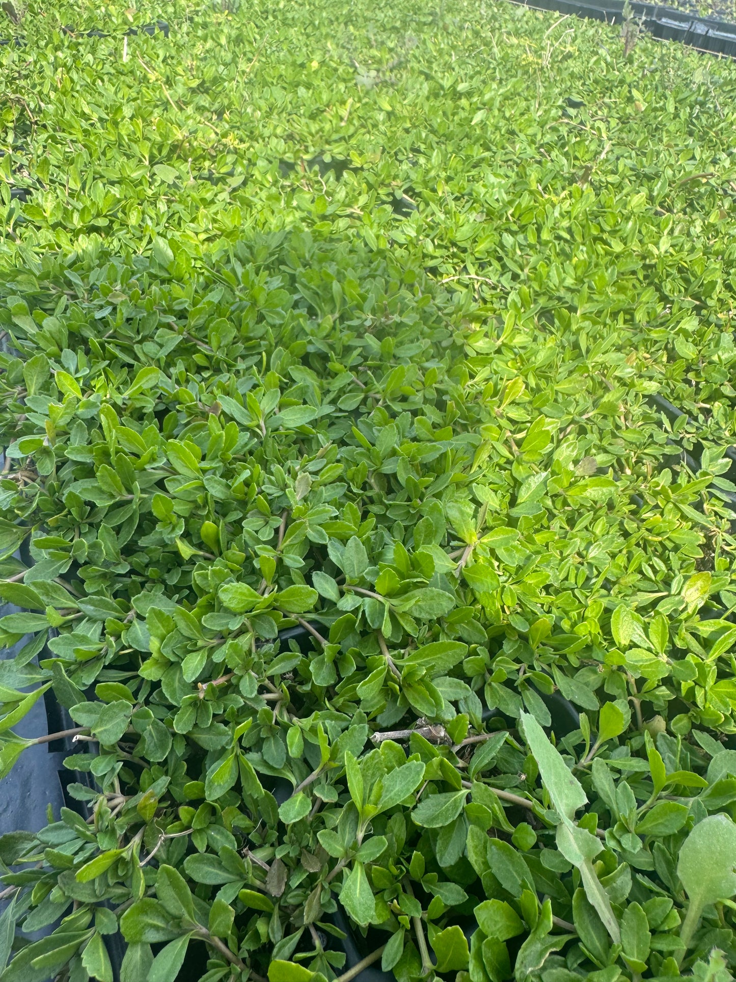 Lippia Nodiflora - Phylla Nodiflora