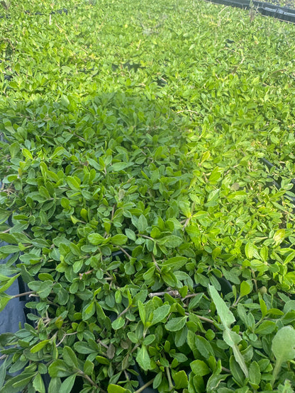 Lippia Nodiflora - Phylla Nodiflora