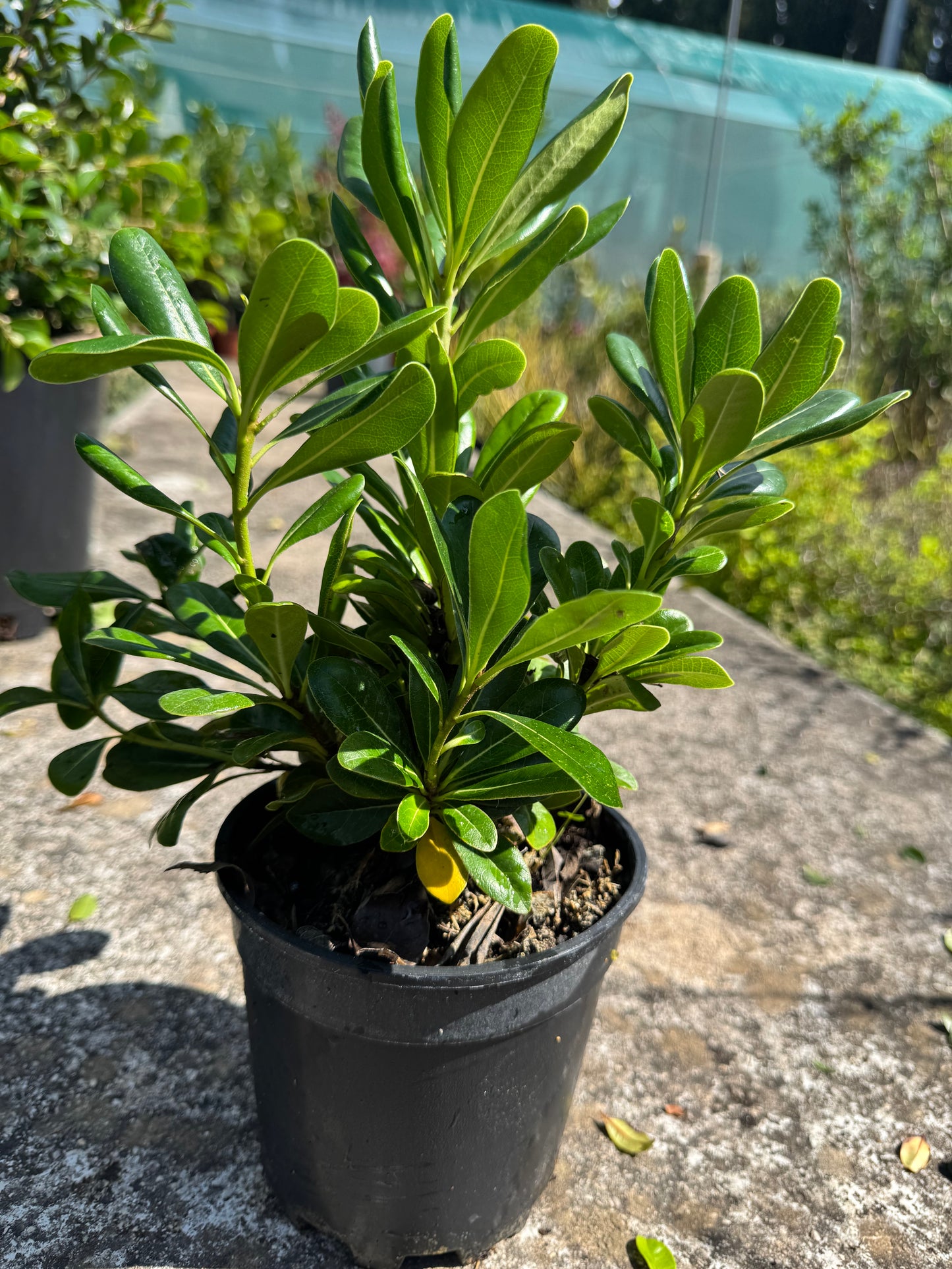 Pitòspor - Pittosporum Tobira