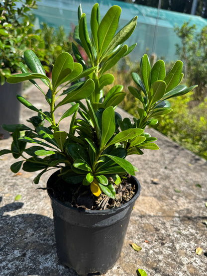 Pitòspor - Pittosporum Tobira