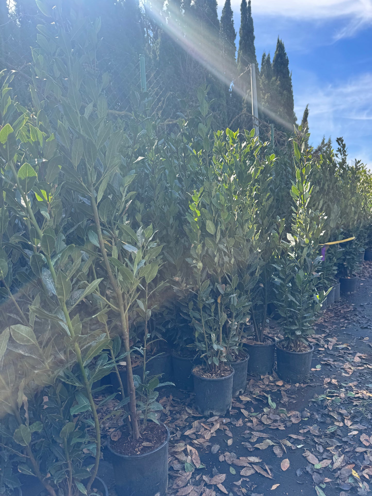 Laurel - Laurus Nobilis