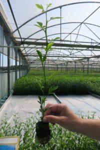 Citrus Forner Alcaide 5