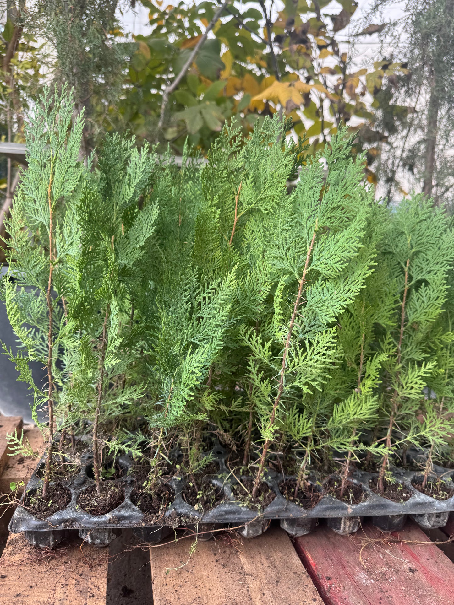 Tuya Gigante - Thuja Plicata