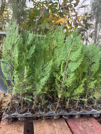 Tuya Gigante - Thuja Plicata