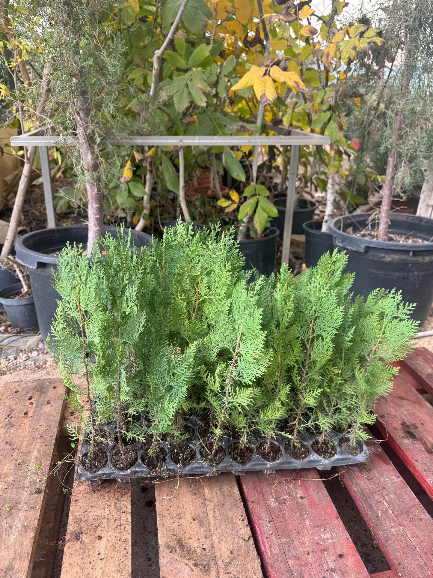 Tuya Gigante - Thuja Plicata