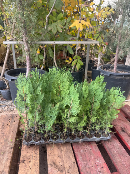 Tuya Gigante - Thuja Plicata