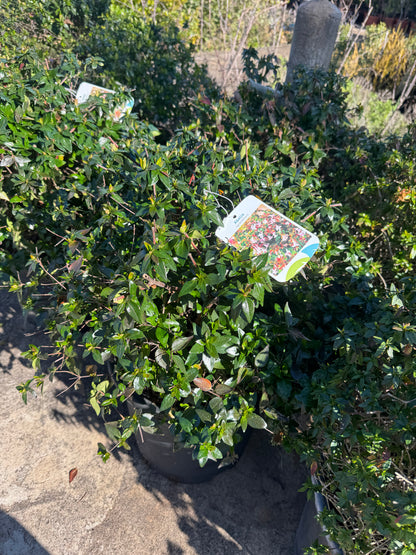 Abelia - Abelia x Grandiflora