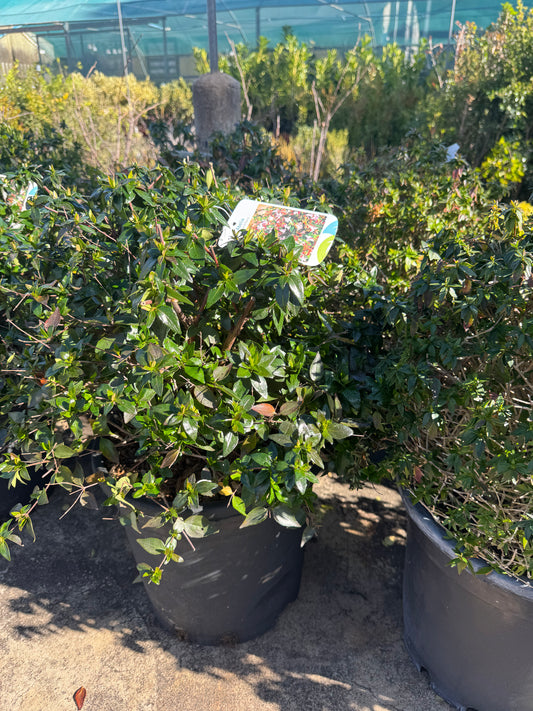 Abelia - Abelia x Grandiflora