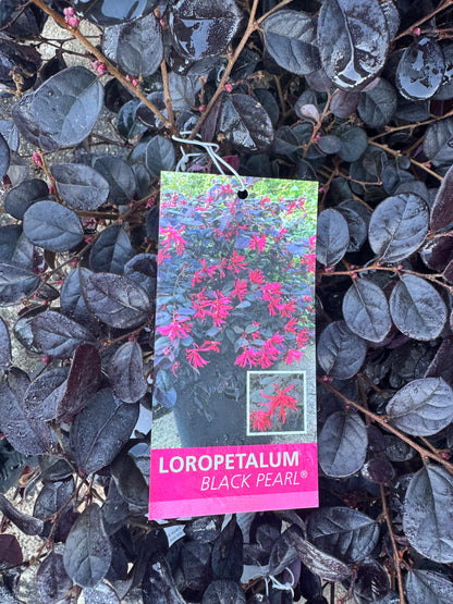Loropetalum Chinensis - Black Pearl