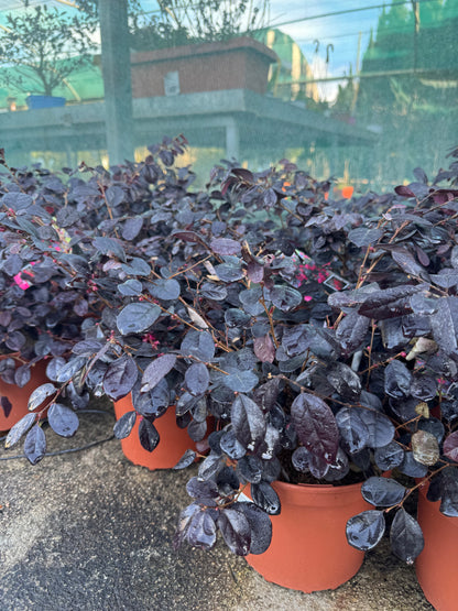 Loropetalum Chinensis - Black Pearl