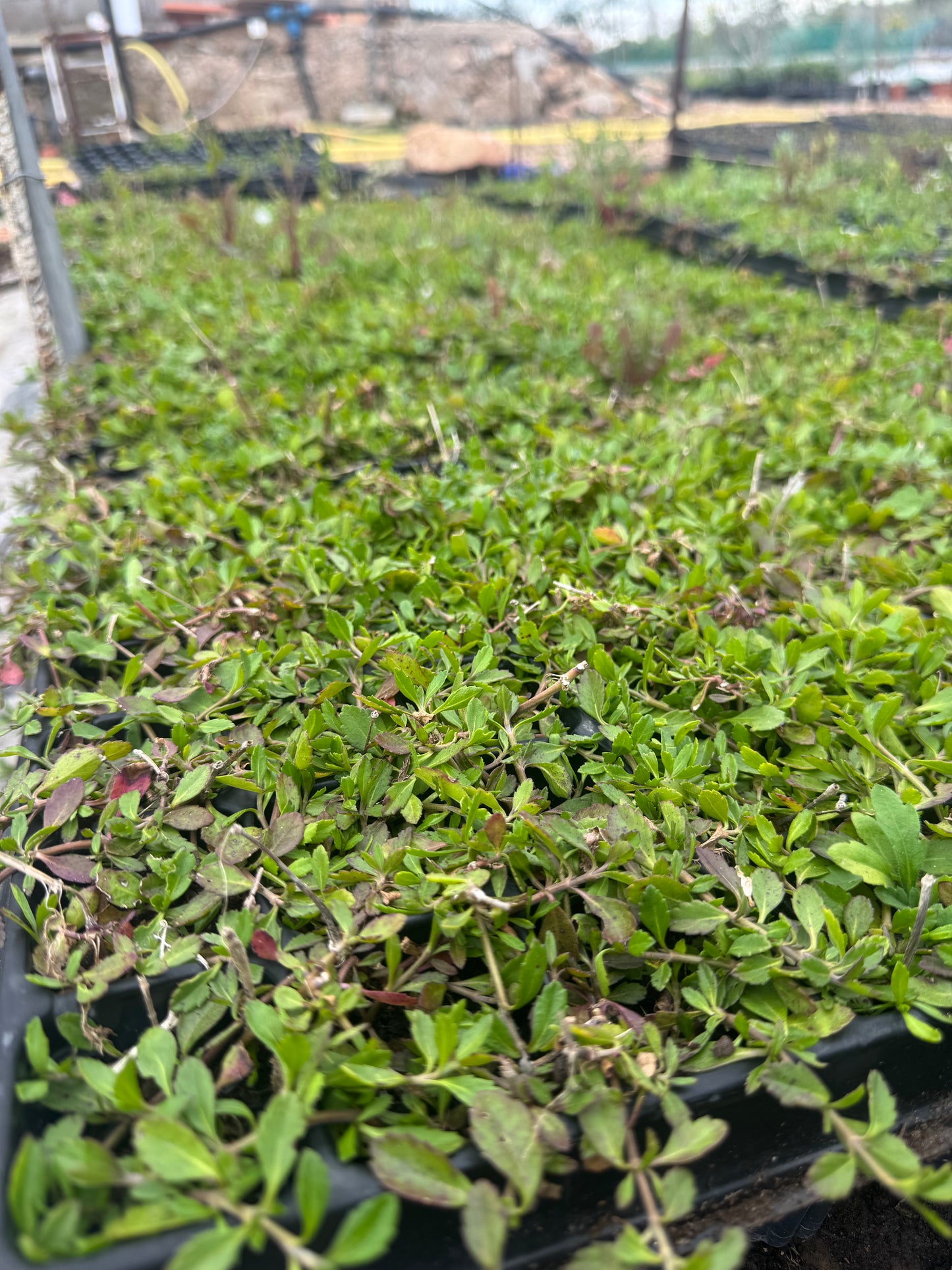 Lippia Nodiflora - Phylla Nodiflora