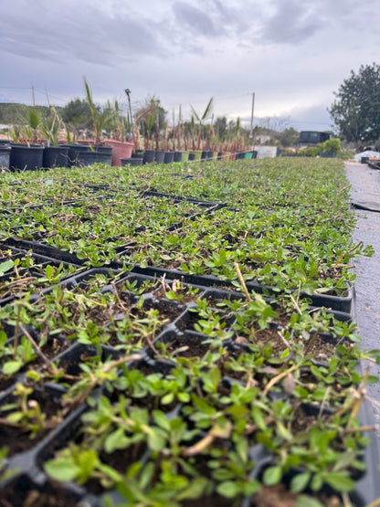 Lippia Nodiflora - Phylla Nodiflora