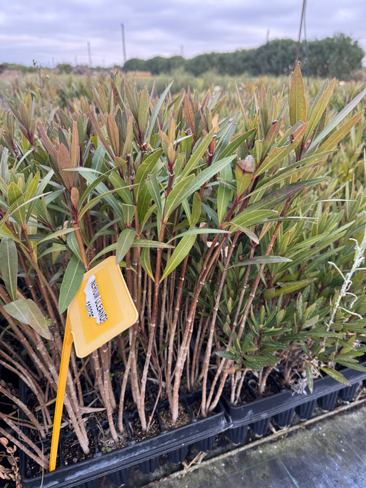 Adelfa - Nerium Oleander