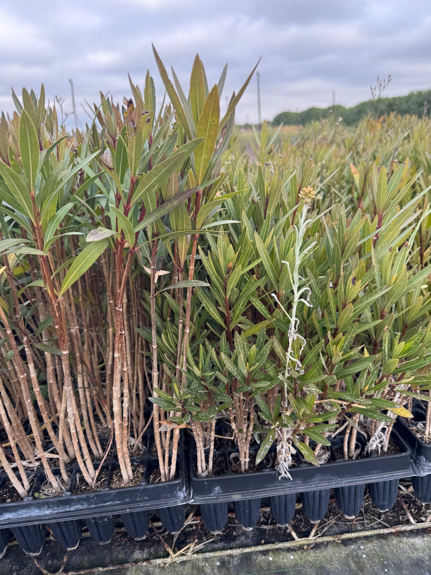 Adelfa - Nerium Oleander