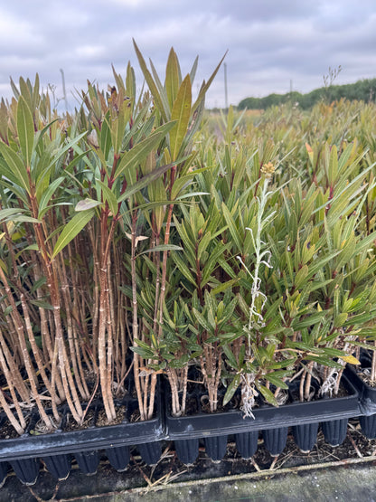 Adelfa - Nerium Oleander