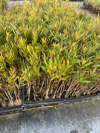 Adelfa - Nerium Oleander