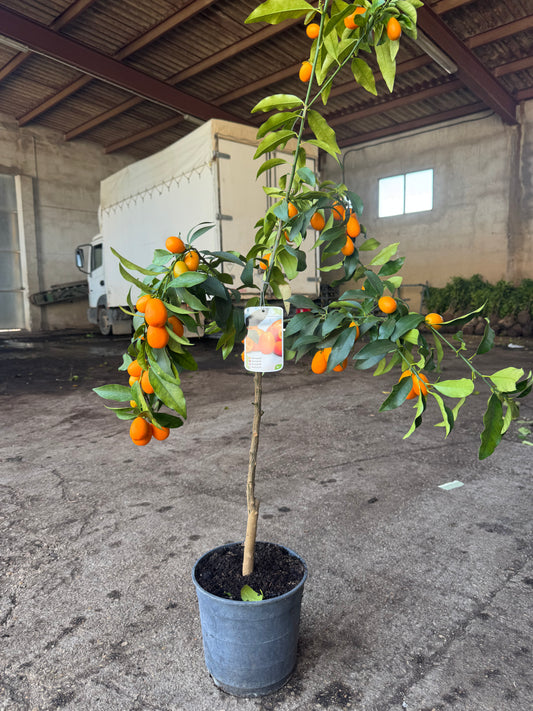 Kumquat - Citrus Japonica (100/120CM)