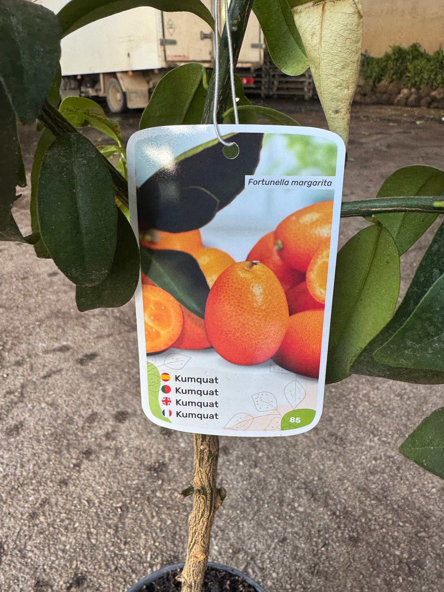Kumquat - Citrus Japonica (100/120CM)