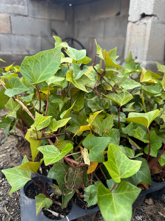 Hiedra Común - Hedera Helix
