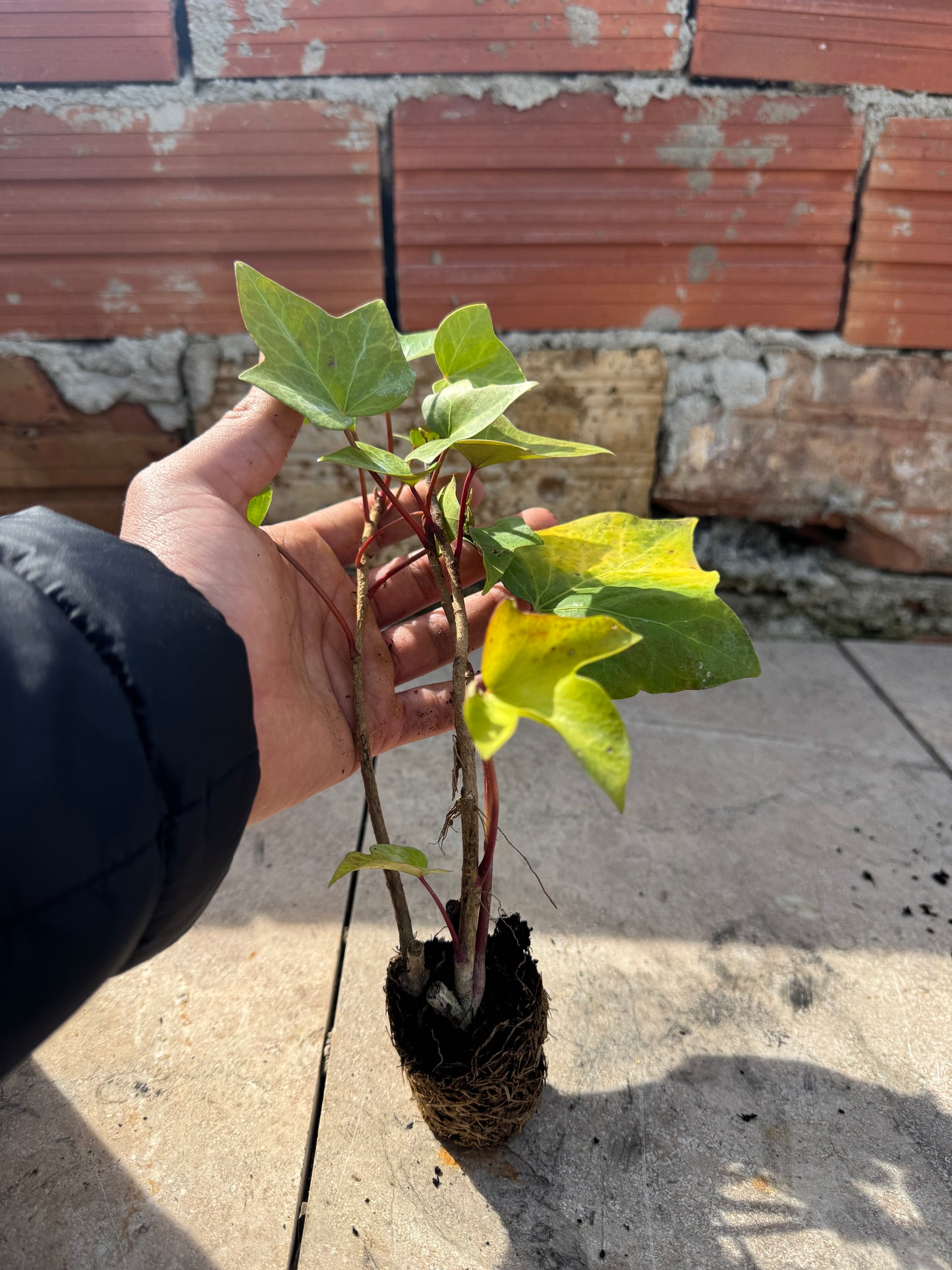 Hiedra Común - Hedera Helix