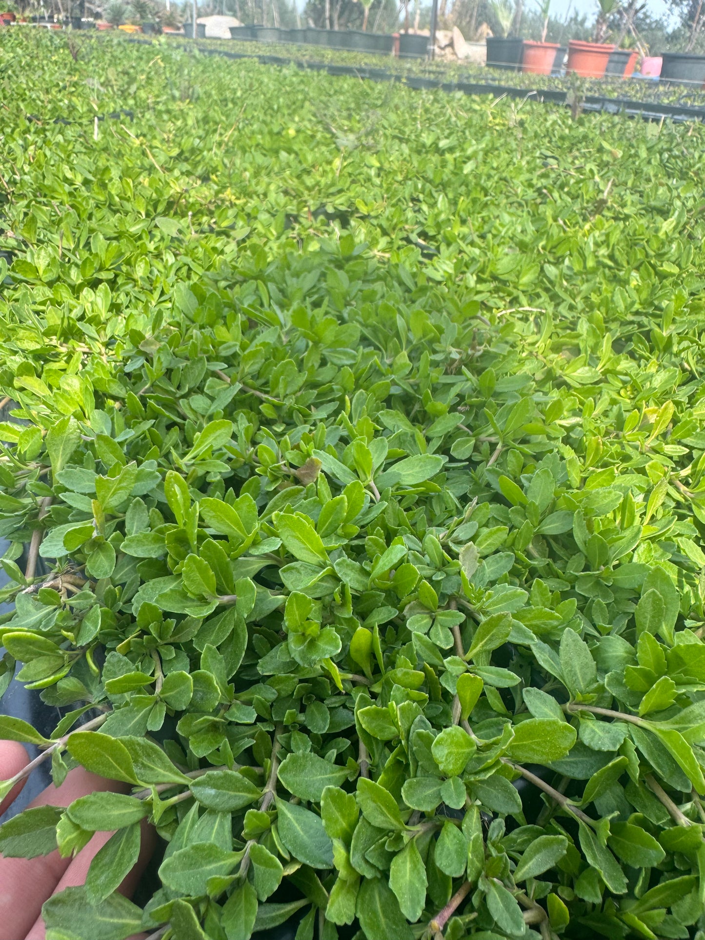 Lippia Nodiflora - Phylla Nodiflora