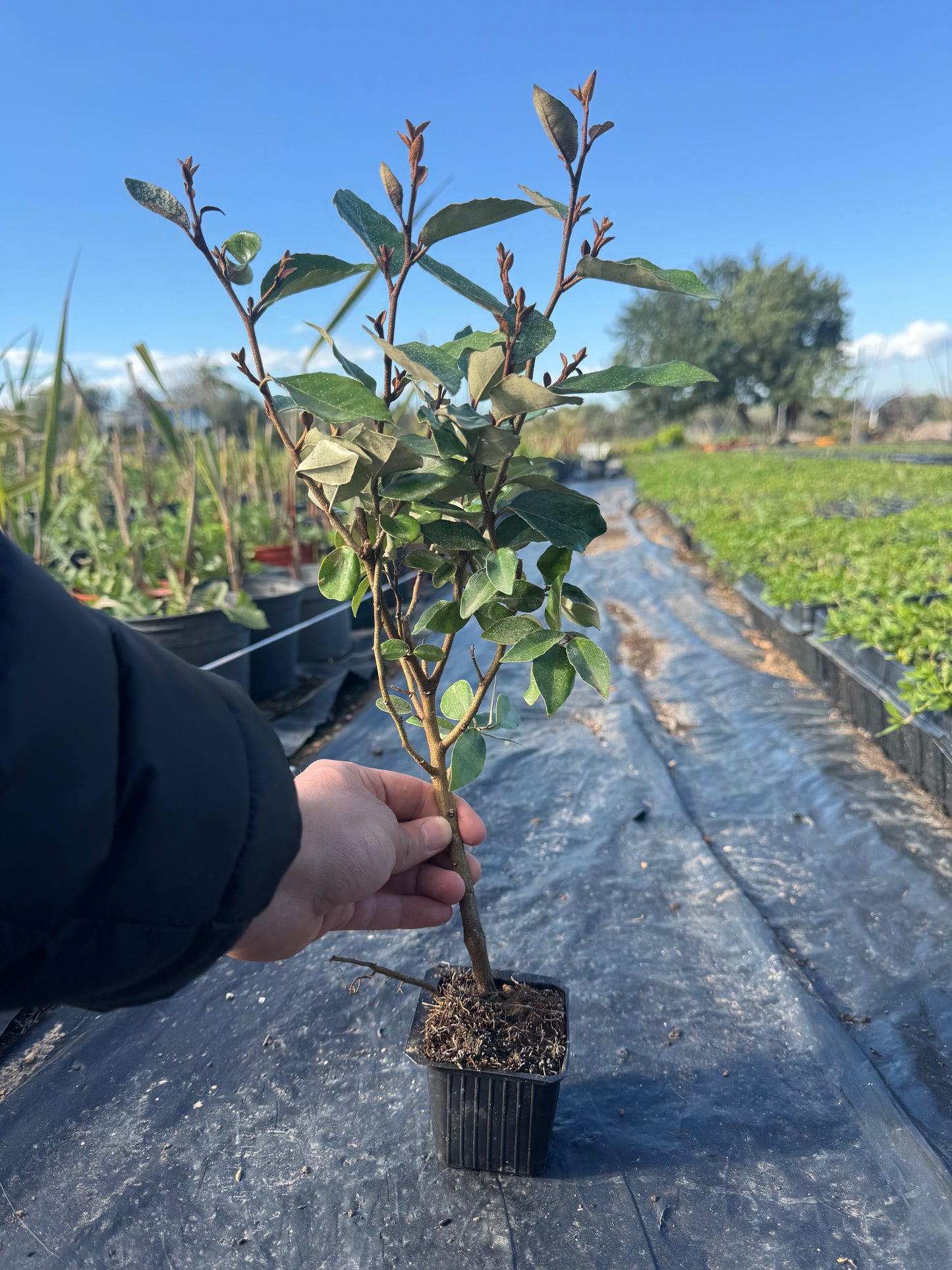 Eleagno - Elaeagnus x Ebbingei Compacta