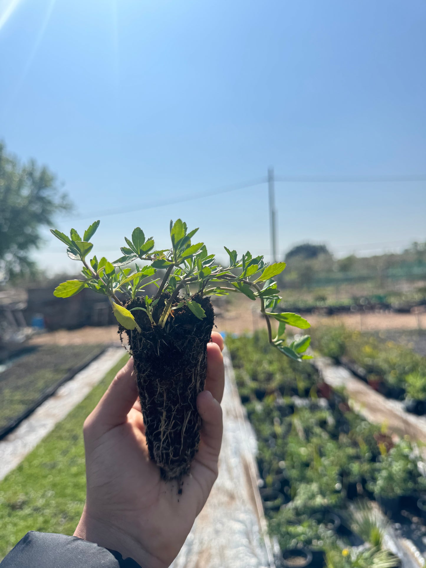 Lippia Nodiflora - Phylla Nodiflora